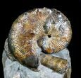 Hoploscaphites Brevis Ammonite With Gastropods #77847-2